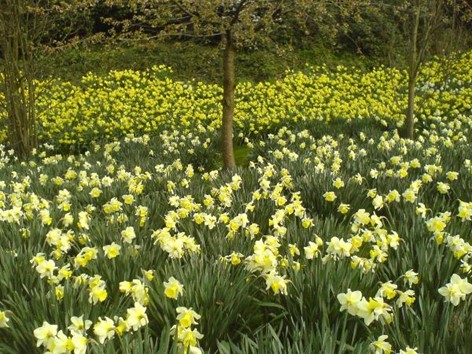Daffodils