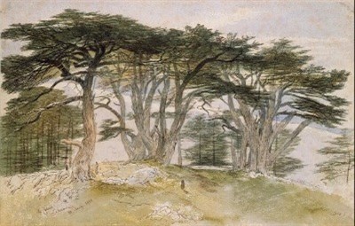 Lear Cedars of Lebanon